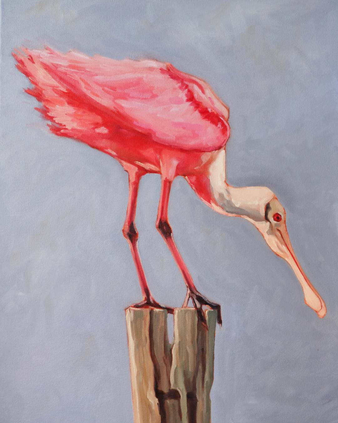 Roseate Spoonbill (8x10 Print)